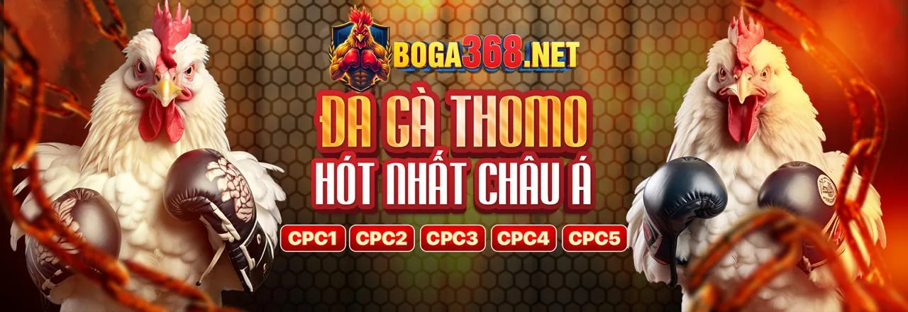 Sân đấu đá gà kịch tính tại 888p25